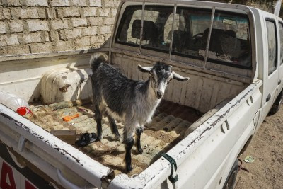 INSIGHT TV Commissions Provocative New Series and lsquo;Travel with a Goat and rsquo;